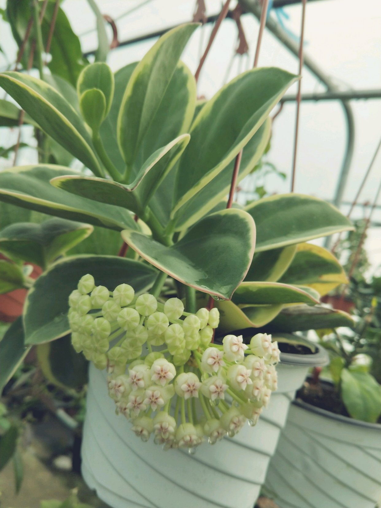 盆栽球兰"粗蔓"—集观叶,赏花,闻香于一身,封闭阳台也能养