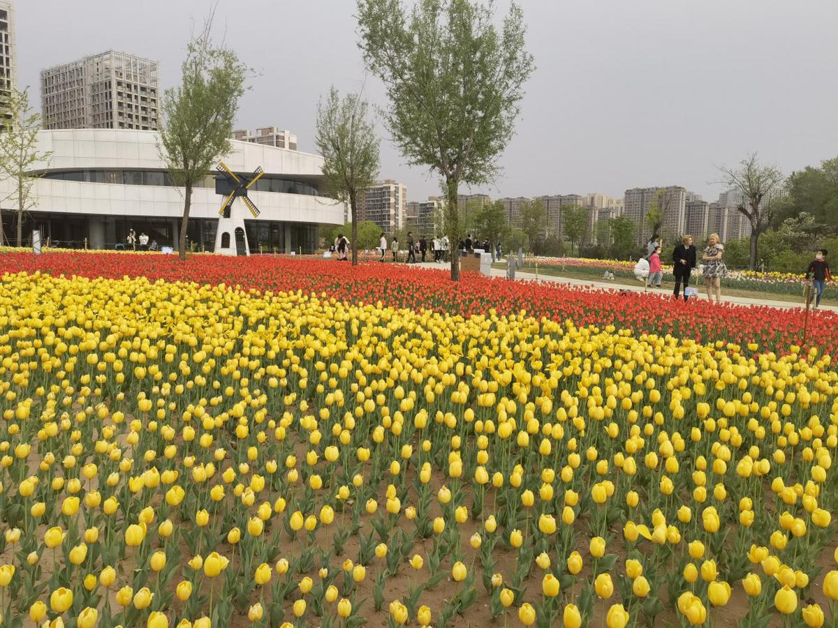 山西花展图片