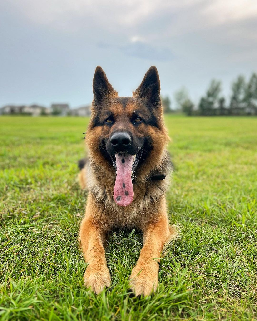 巨型德牧犬图片大全图片