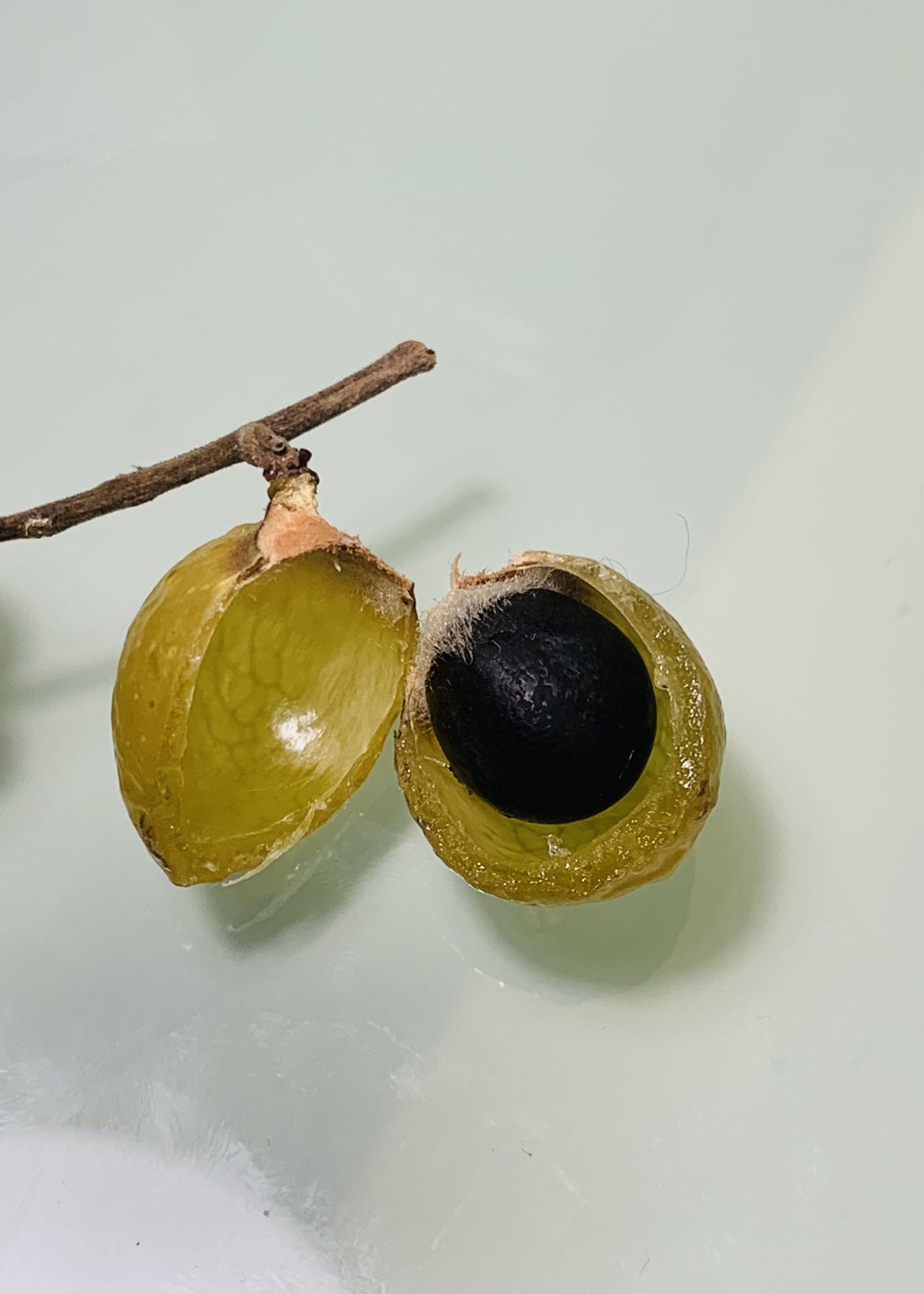 身边的自然:路边那些结果子的树 - 无患子