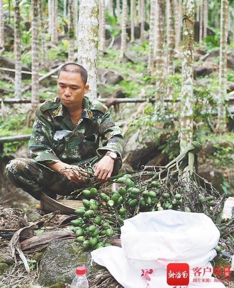 保亭排寮村脫貧戶黃應成靠檳榔種植脫貧致富:種下