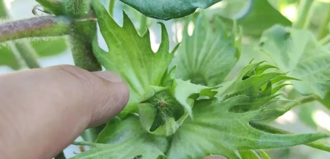 棉花蕾期,开花期和打顶期调控指标及措施