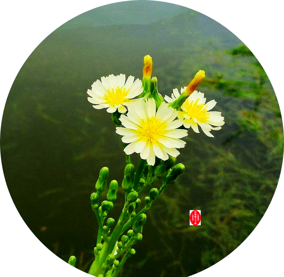 生菜与莴苣:从田间到餐桌的成长故事