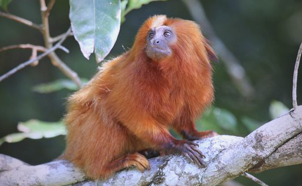 金狮面狨:从外形到保护现状的全面解读