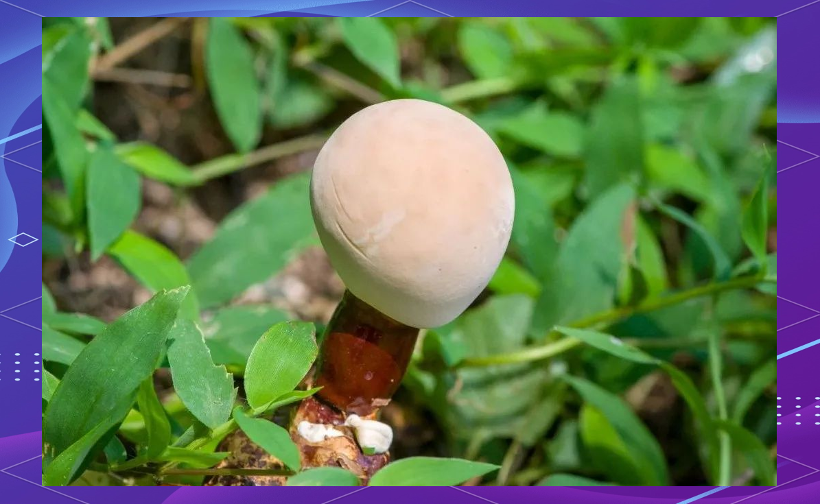 热带灵芝:厦门及闽南地区的常见药用菇类
