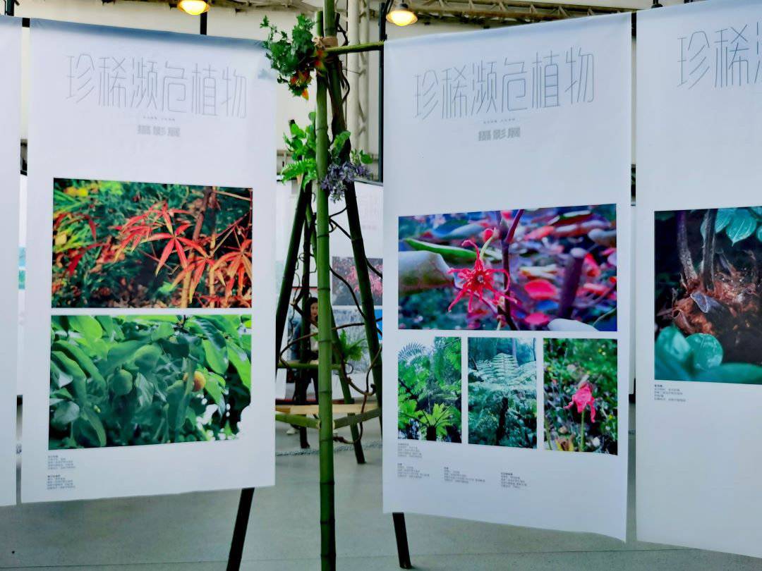 感受植物的力量 成都市植物园举办珍稀濒危植物科普展