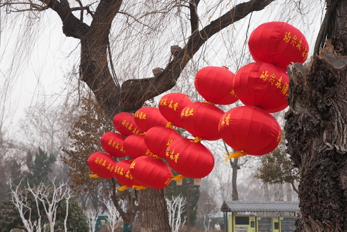 氛围感拉满!大明湖大红灯笼高高挂,喜气洋洋年味浓