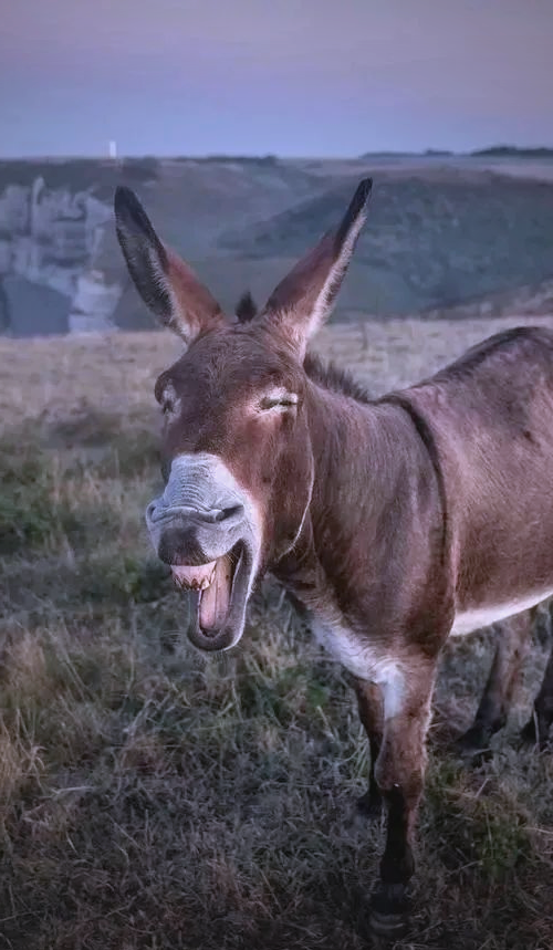 驴子:自古以来备受人们喜爱的动物与文化象征