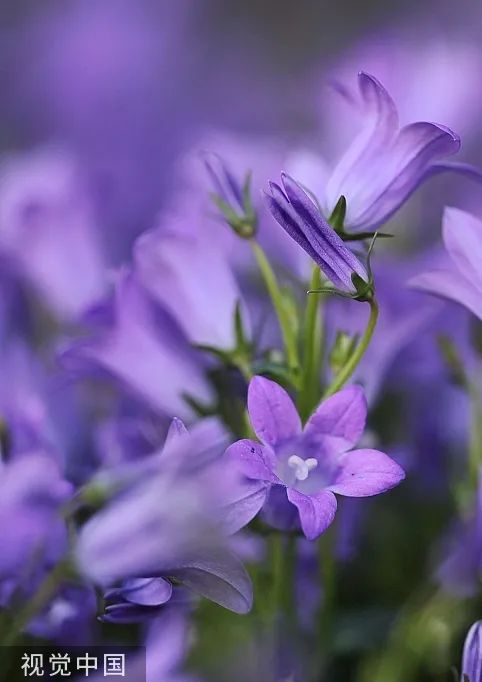 紫色百合花语图片