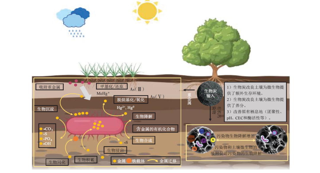 土壤微生物示意图图片