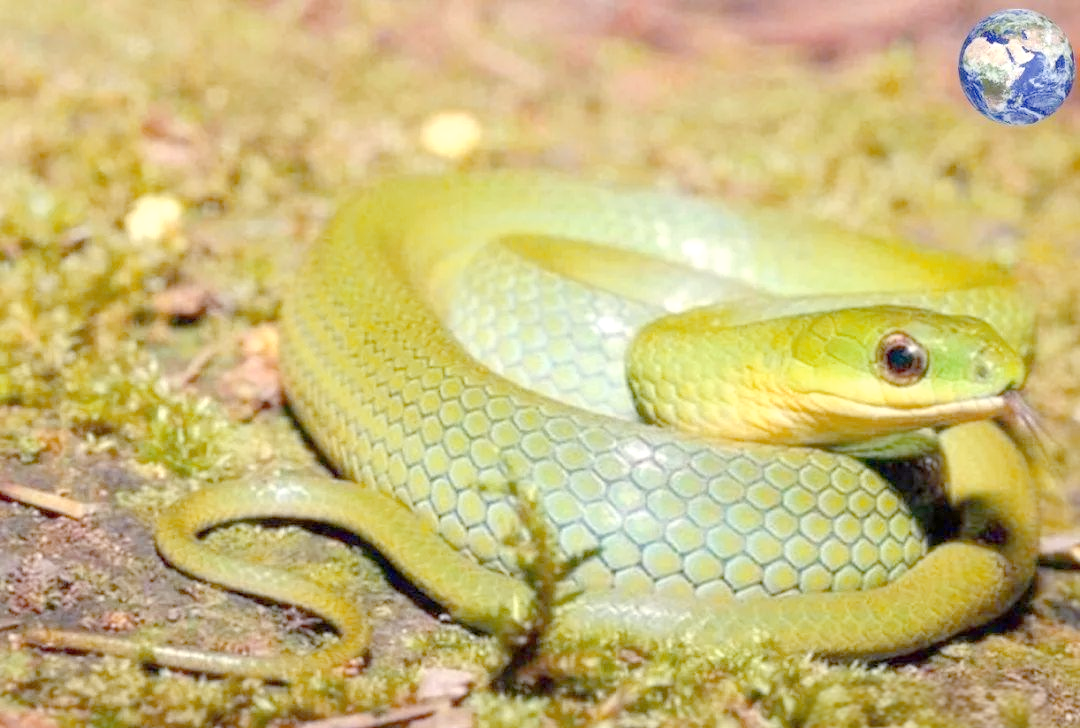 翠青蛇:一种美丽且无毒的蛇类