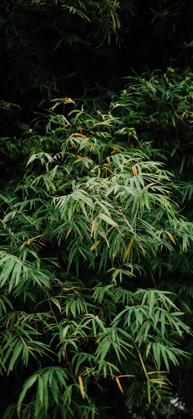 竹林壁纸:深山竹林,自然景色