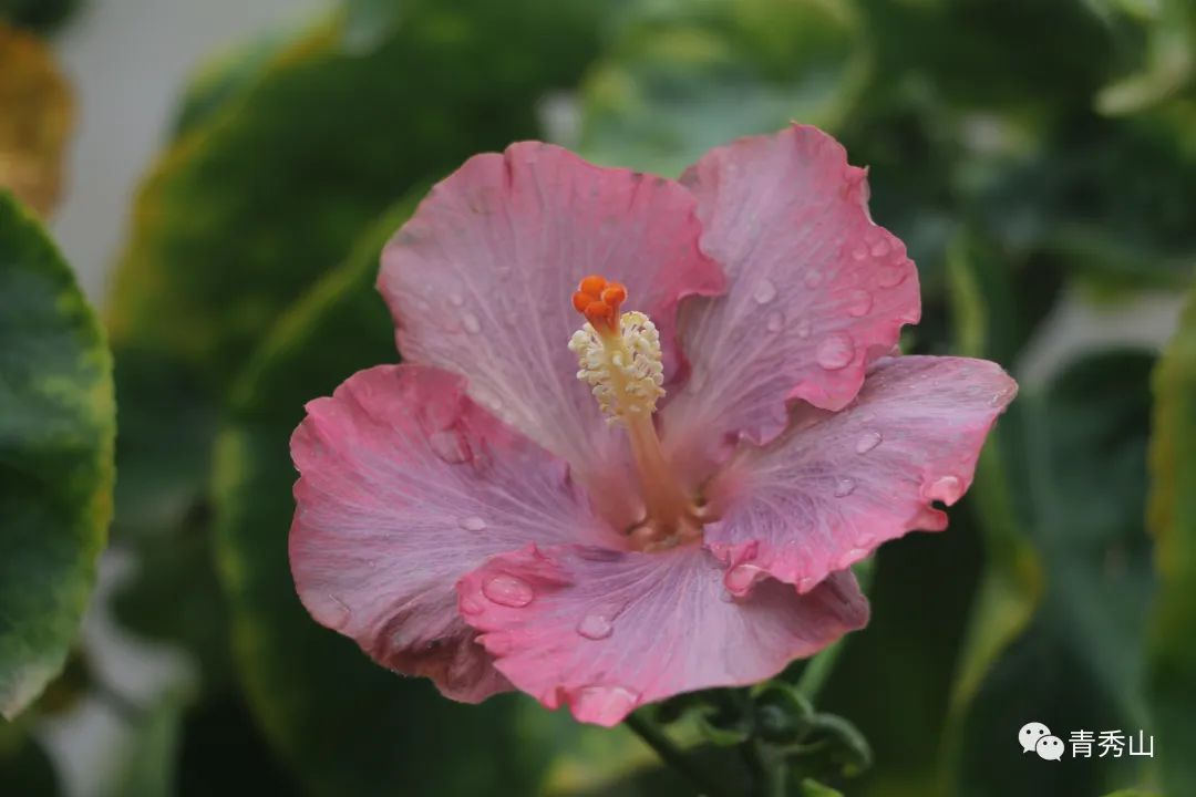 惊艳南宁市花朱槿花在广州塔绽放