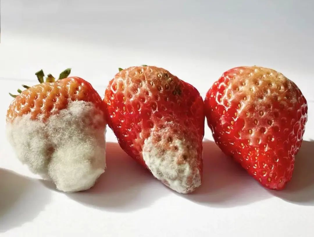 发霉食品真相大揭秘!别让"省一口"变成"伤一身"