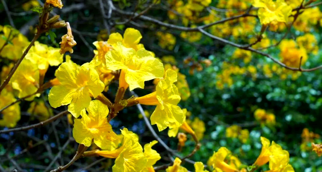 黄花风铃木一年开几次花正常吗