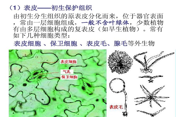 保护组织分布在植物体的哪些部位