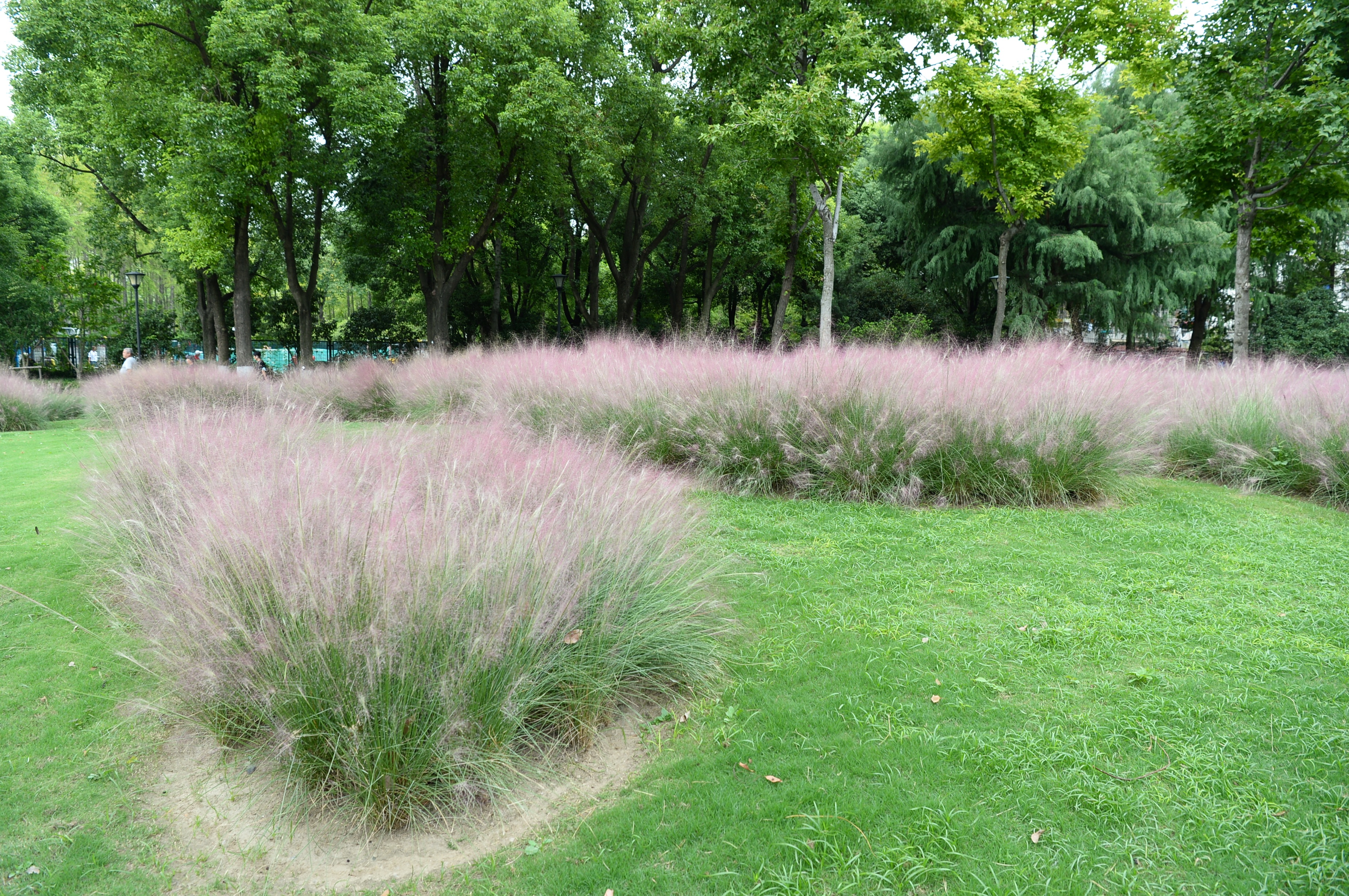 粉黛乱子草进入盛开期,古诗里的"粉黛"是它吗?