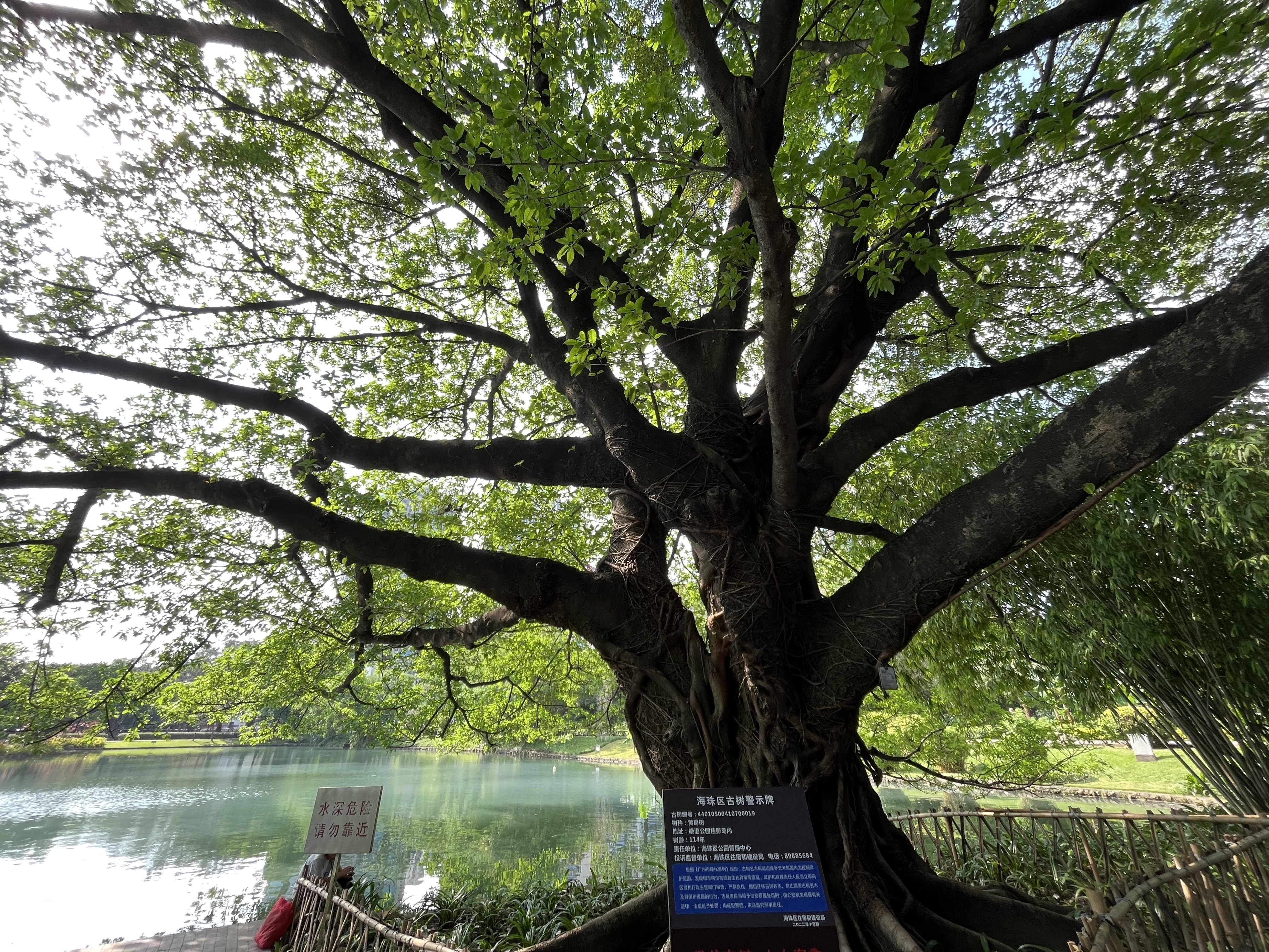 晓港公园古榕树的故事图片