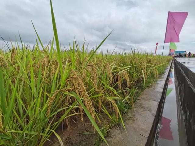 水稻新品種南桂佔首次在海南推廣種植成功