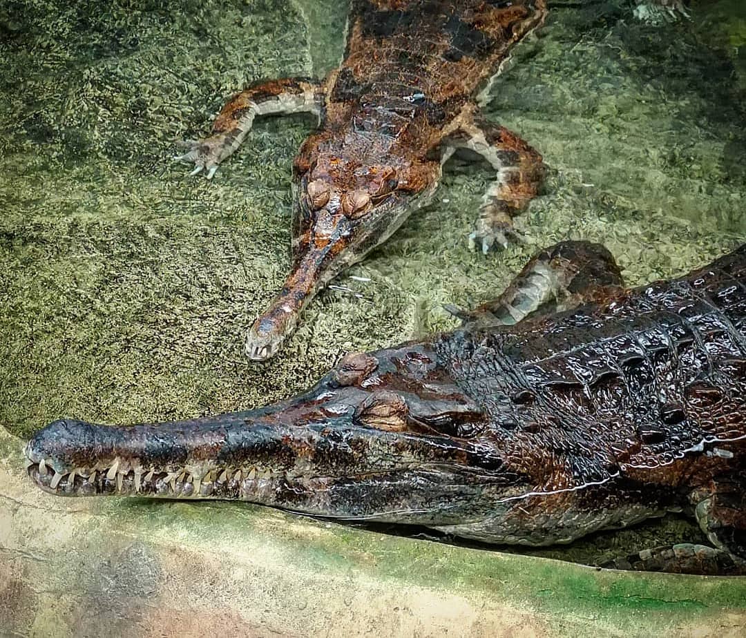 恒河鳄震碎生物学家三观,不是因为它帅,而是带娃方式奇葩