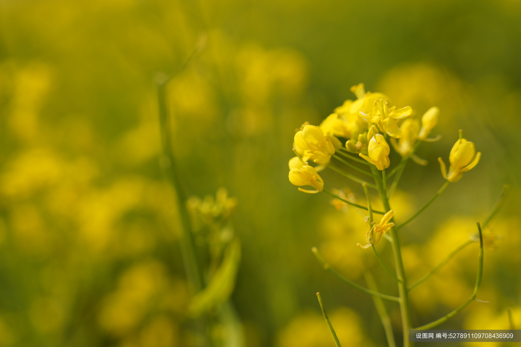 油菜花图片大全 最美图片