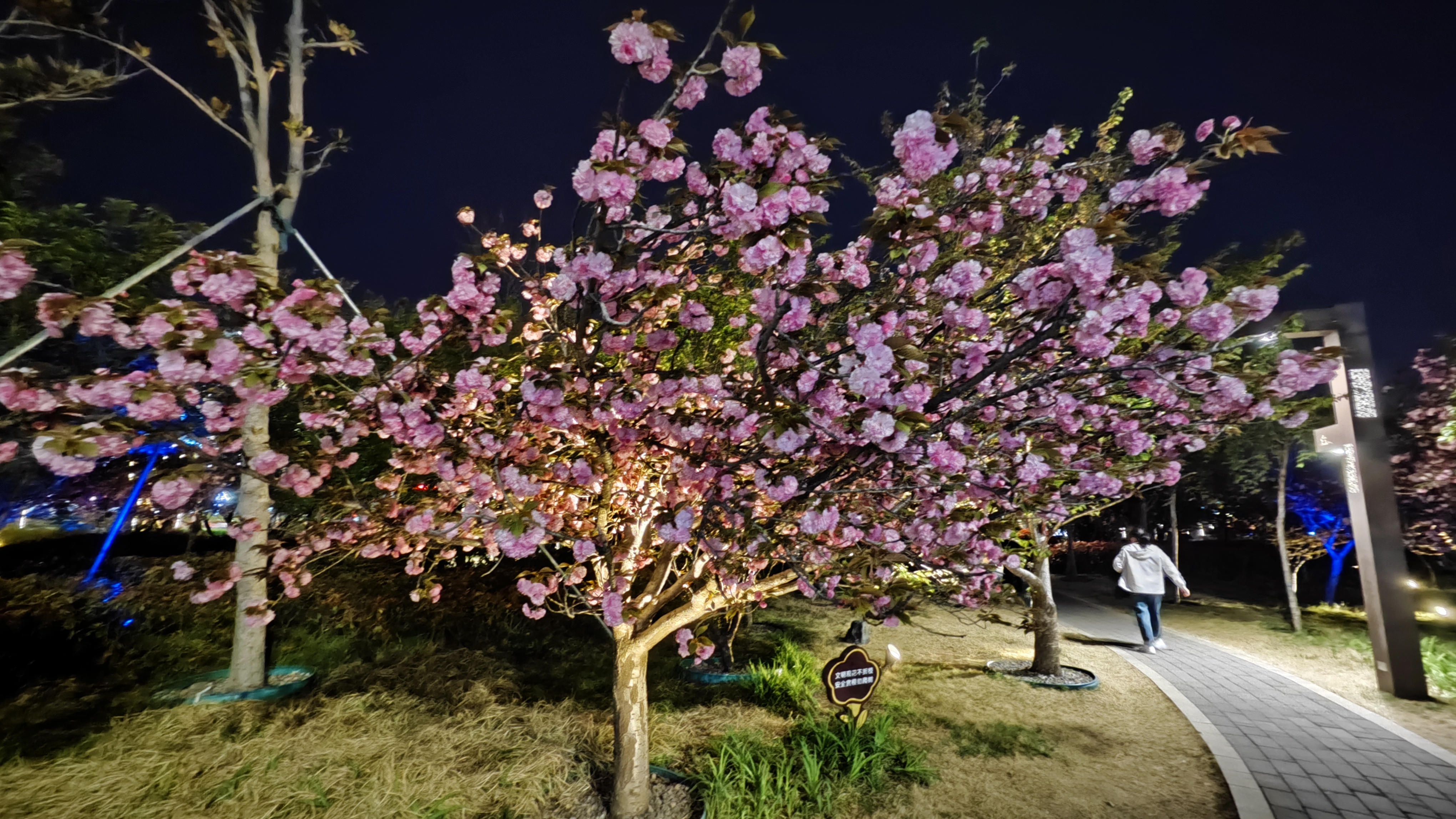 壁纸图片樱花夜晚图片