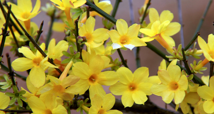迎春花夏天的养护和管理