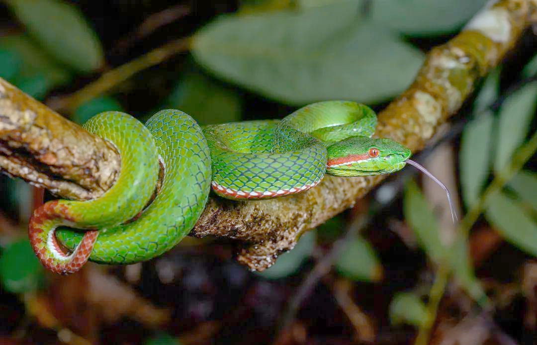 探索全球多种绿色蛇类
