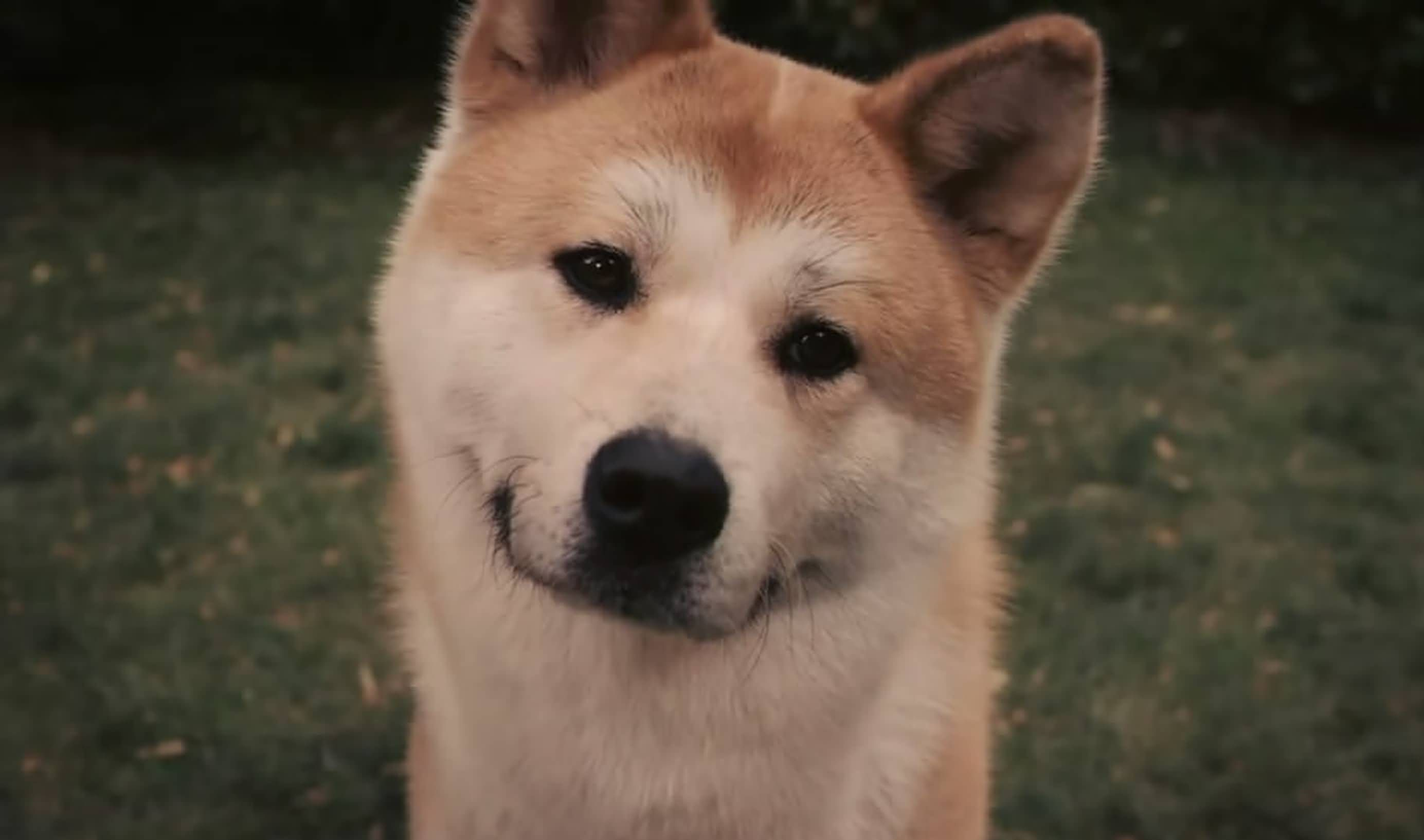 《忠犬八公》展现中国式情感表达内核
