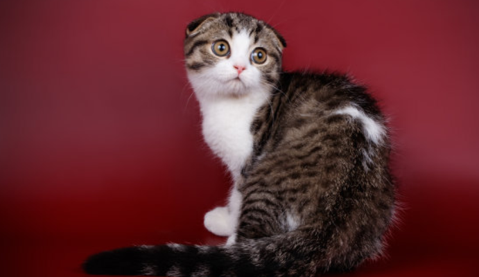 土拨猫是什么猫