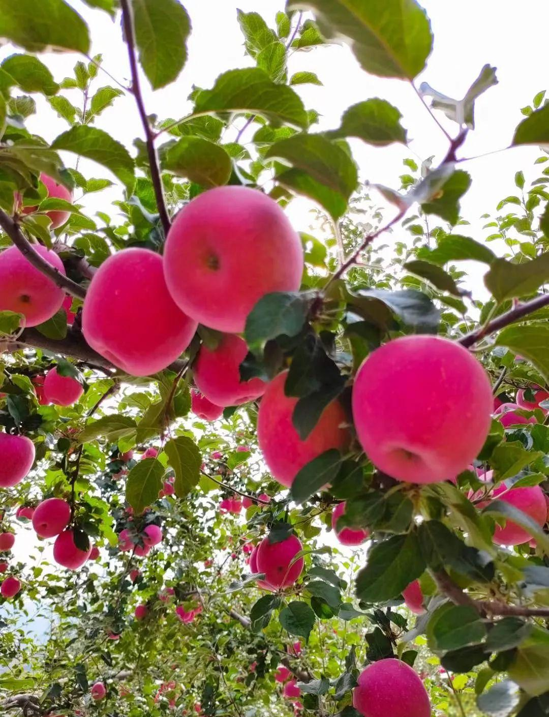 苹果美图大赏,带你领略苹果的多样魅力!
