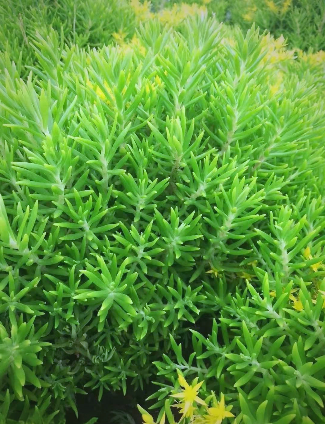 佛甲草:夏日里的绿色精灵,中医中的神奇草药