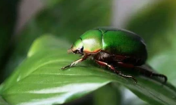 瞎撞是什么虫子