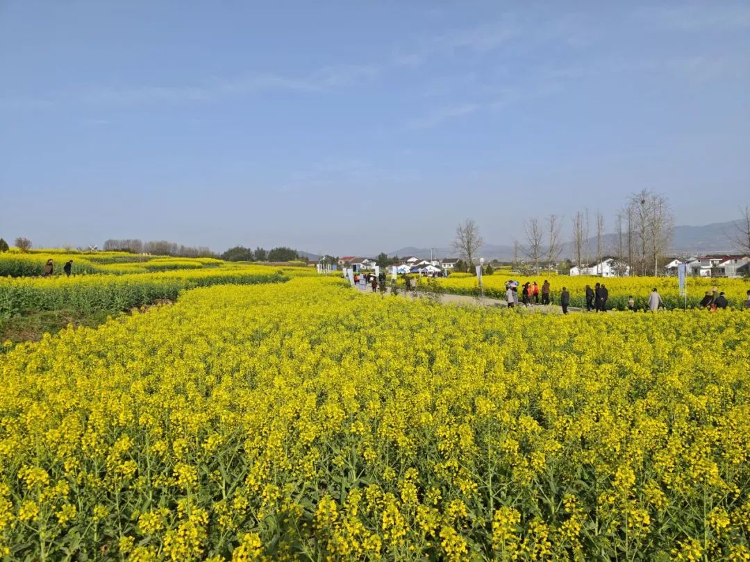 陕西西乡油菜花图片