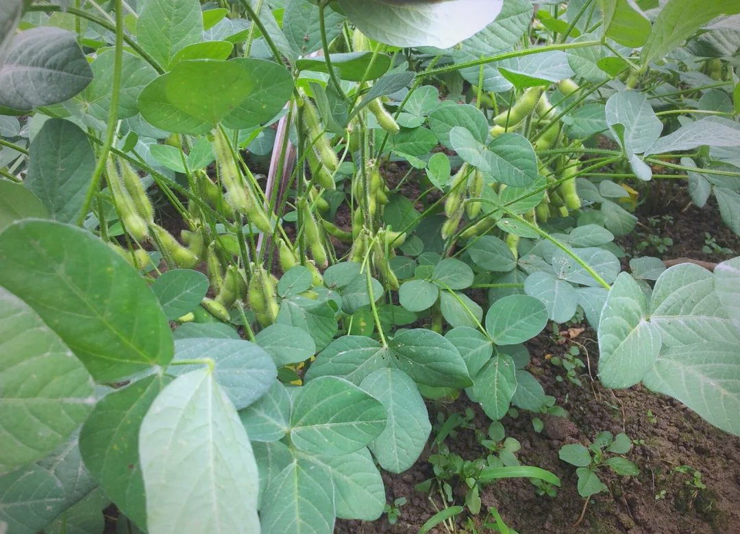 大棚早熟毛豆的栽培要点与注意事项