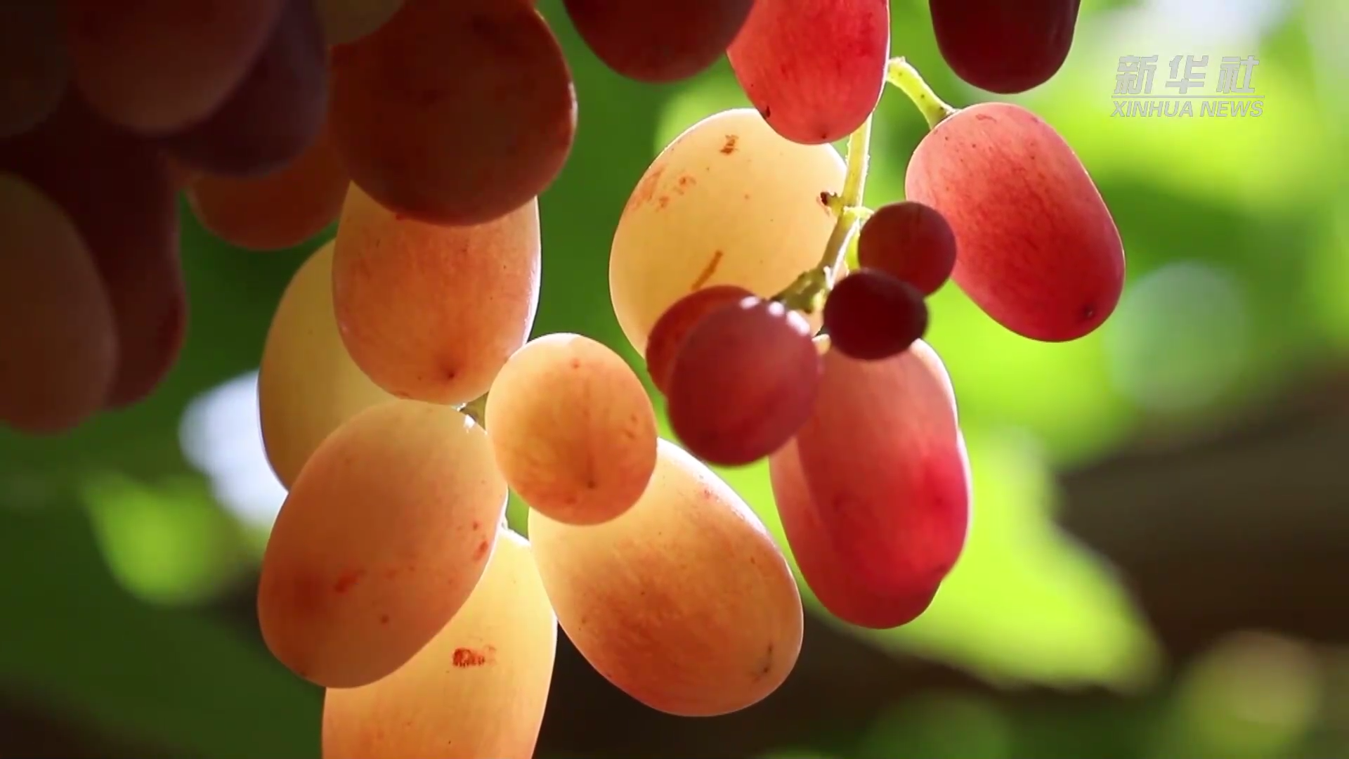 吐鲁番63万亩葡萄"起春藤"