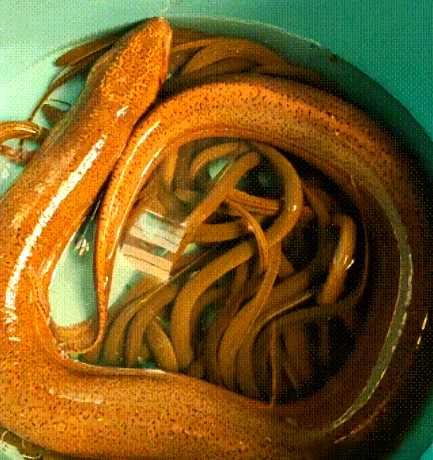 湖南小姐姐意外挖出巨型黄鳝,身体比鸡蛋还粗,网友热议其食用与放生