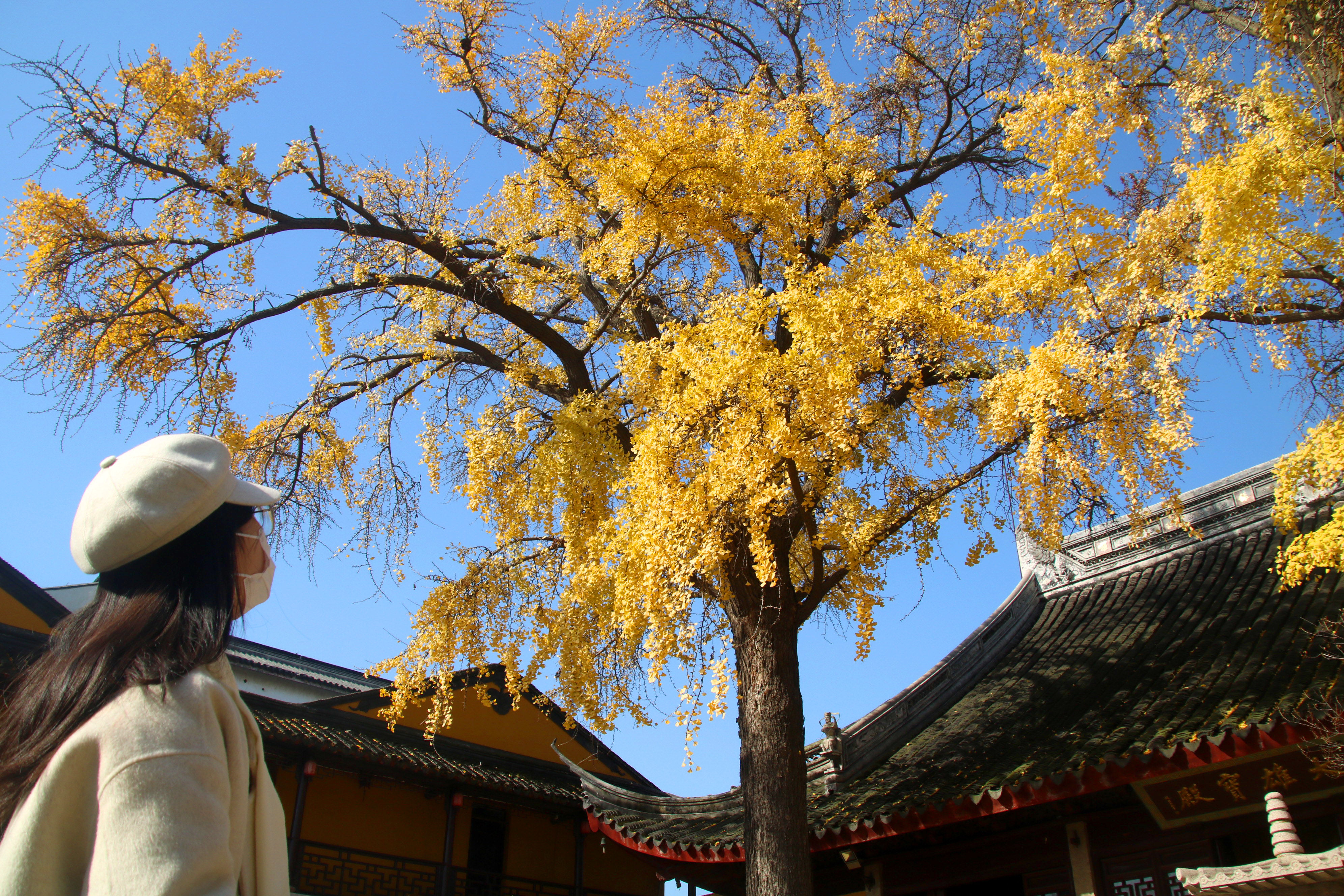 江苏苏州:定慧寺院两株300多岁古银杏树满目金黄
