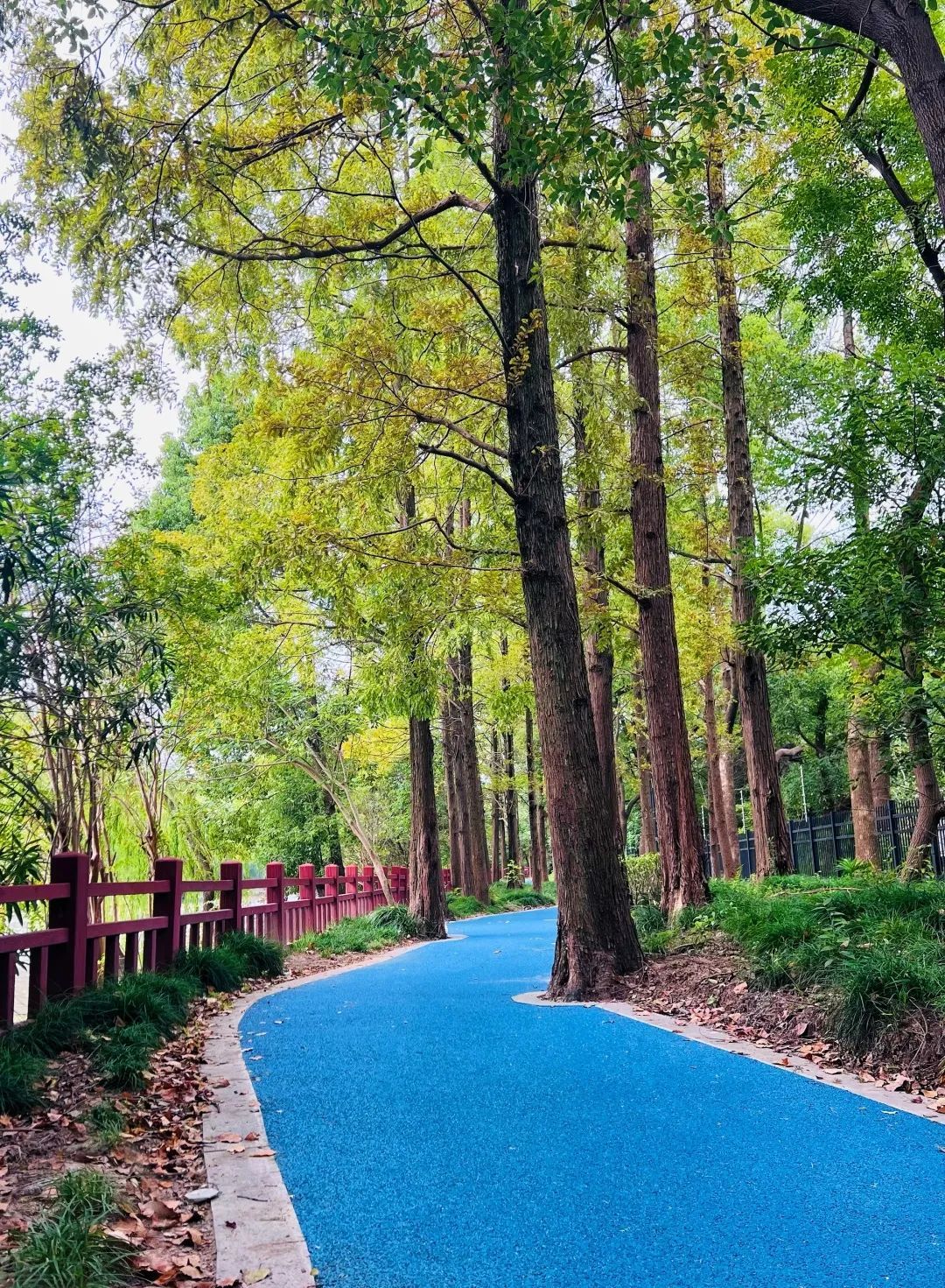 【最新】闵行又添一条亲水绿道:河水潺潺,绿意相伴,水鸟栖息