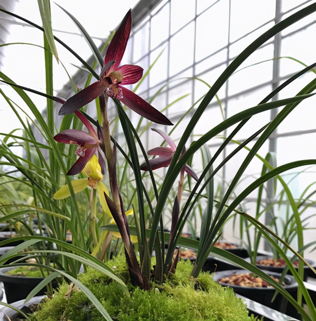 此兰花人称"红二代",喜庆大红色,老种下山,是革命血统的见证