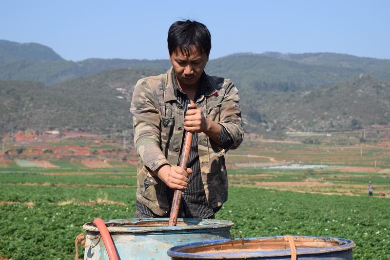 仲春时节建水县甸尾乡万亩洋芋长势喜人
