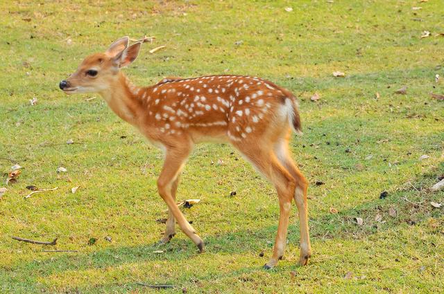 国家一级保护动物梅花鹿"溜"进太原环城高速