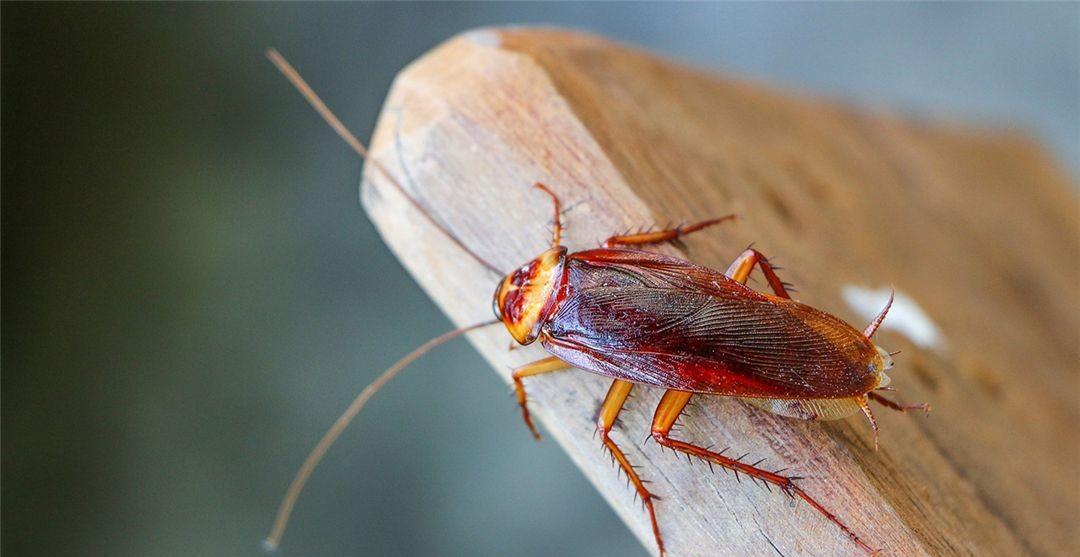 谁在"投毒"?厦门海关截获47只蟑螂,检测出多种超强致病菌