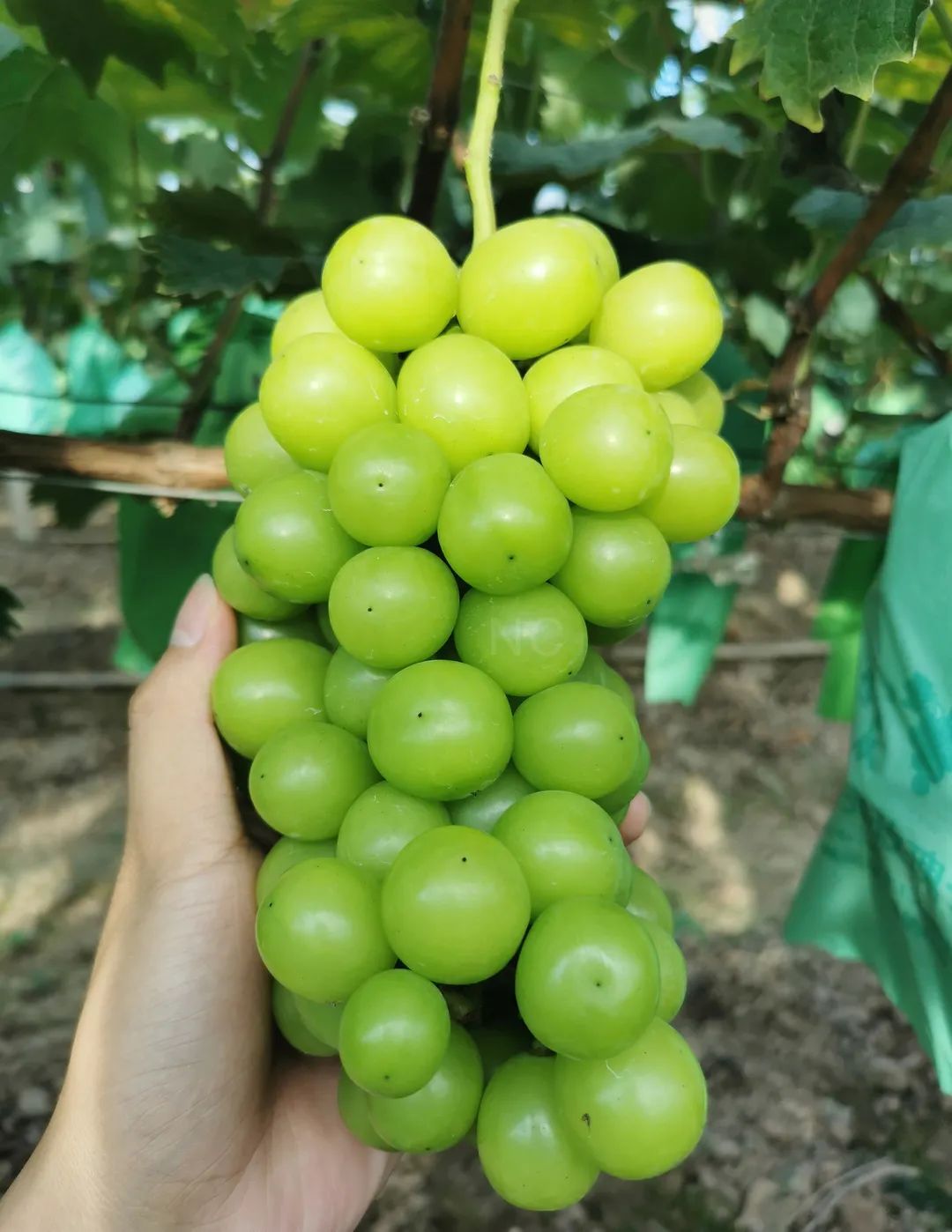 秘鲁大青提