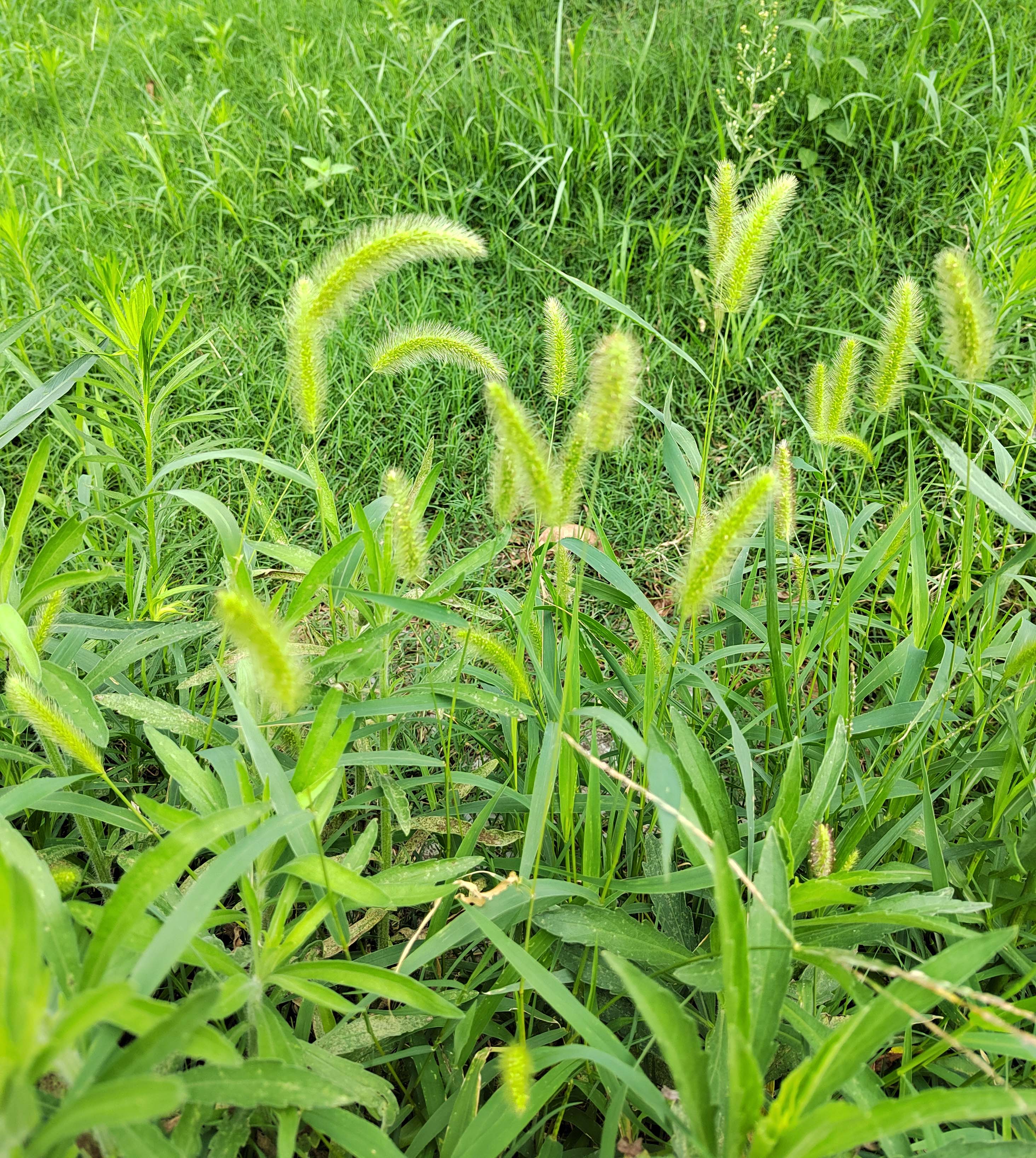 旅行涨知识之路边花草——西南地区夏季常见的禾本科野草