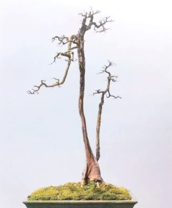 朽干式盆景:展现生命的顽强与神奇