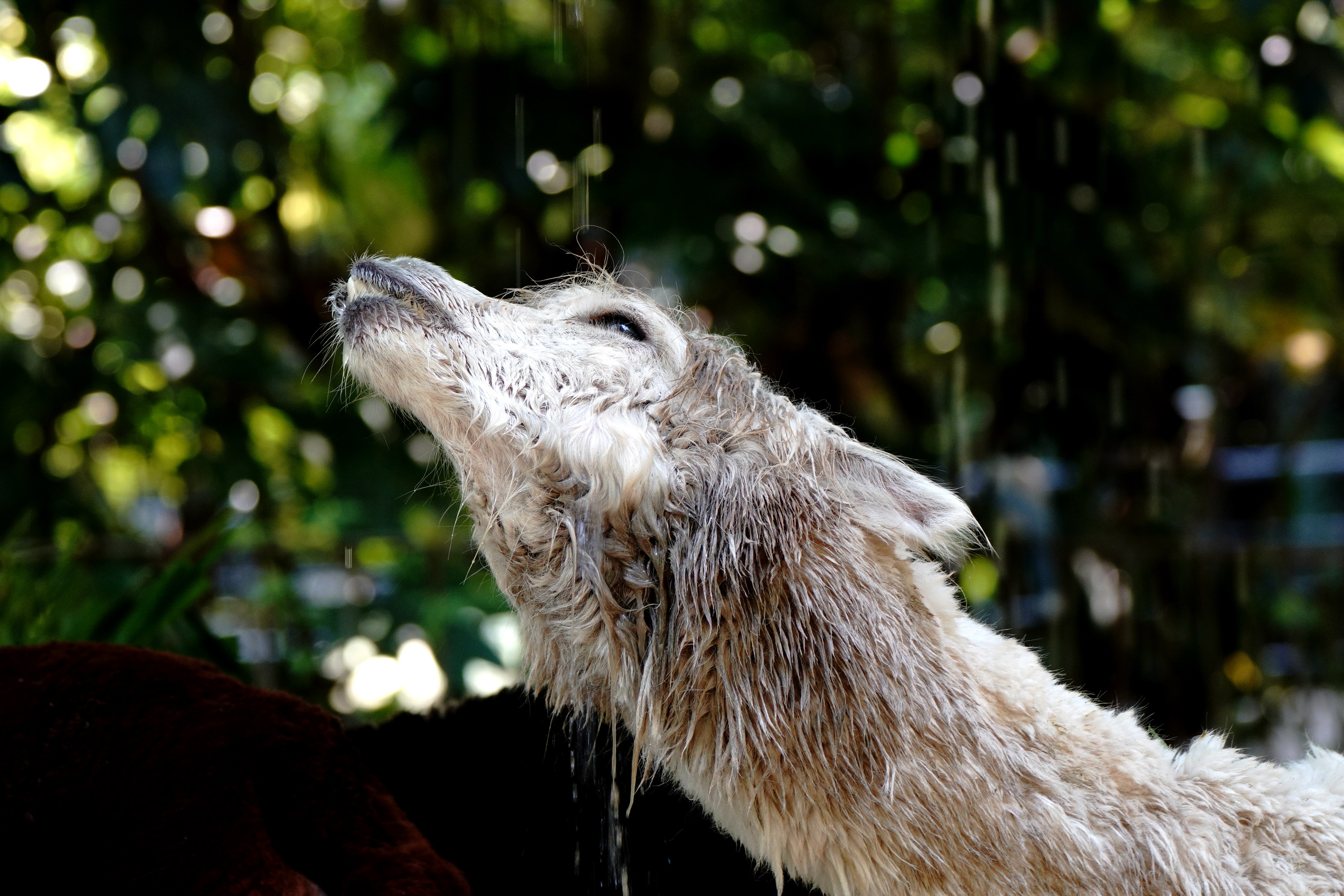 炎炎夏日,它们也拥有了冰镇西瓜的快乐