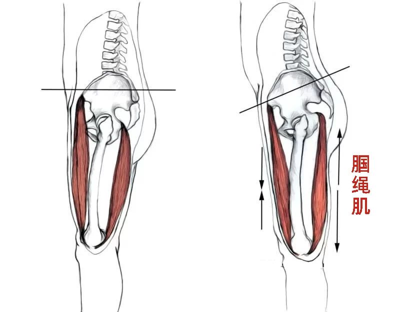 大腿后侧肌肉名称图片图片