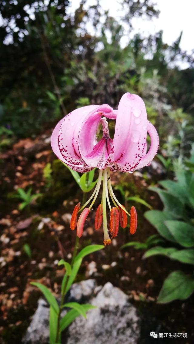 「生物多样性百科」匍茎百合