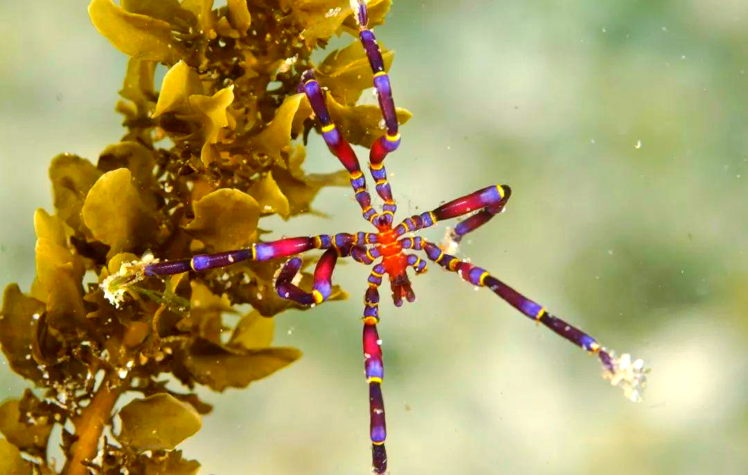 节肢动物的多样种类介绍